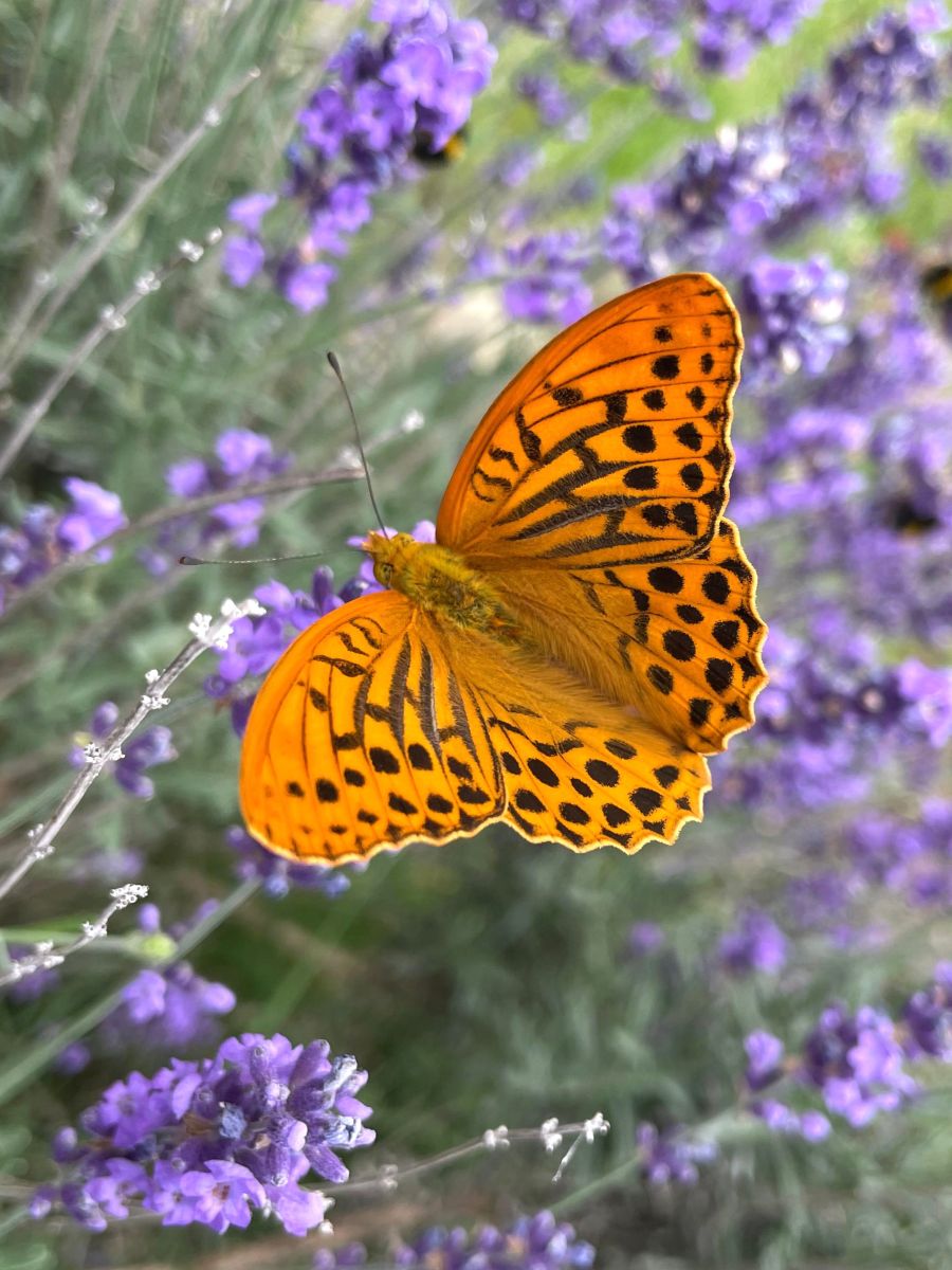 Foto 3: Argentada comuna (Argynnis paphia) atreta per les flors d’espígol (Lavandula spp.) d’un jardí privat.